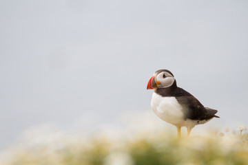 British Puffin Seabird (Fratercula arctica) from Skomer Island, Pembrokeshire, Wales UK