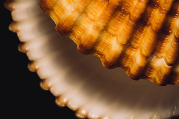 macro di conchiglia aperta