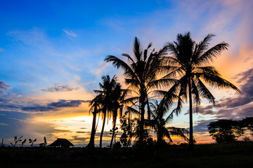 Obraz premium Silhouetted of coconut tree during sunrise