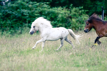 Obraz na płótnie Canvas Mini Shetland Pony