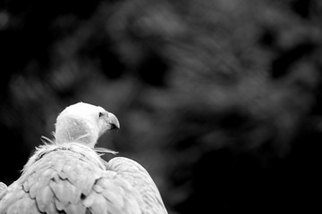 waiting, black and white portrait of a vulture