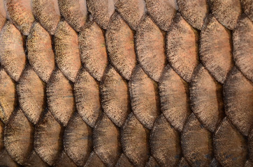 Scales of fish close up