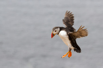 British Puffin Seabird (Fratercula arctica) from Skomer Island, Pembrokeshire, Wales UK