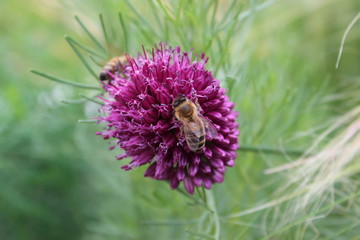 lila Blume und Biene