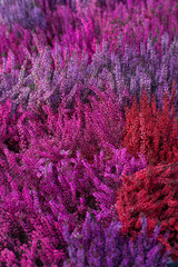 Heather flowers pattern. Pink, purple and violet heather full frame. Floral background. Close up flowers selective focus. Field Of Heather.