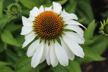 gro&szlig;e Blume IGA