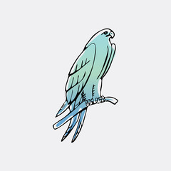 Hand-drawn pencil graphics, vulture, eagle, osprey, falcon, hawk, scavenger, condor, karkar, kite.Engraving, stencil style. Bird predator.Logo,sign,emblem,symbol Stamp,seal. Simple illustration Sketch