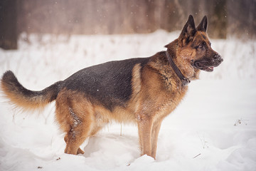 A German shepherd stands in the snow in Park at winter day