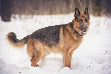 A German shepherd stands in the snow in Park at winter day