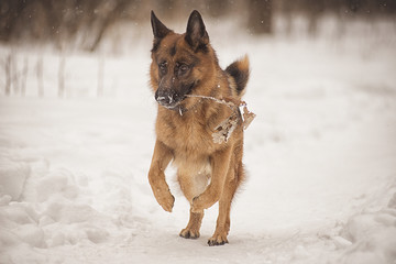German shepherd running in the snow with a stick during a snowfall in the Park