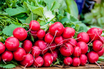 Bunch of radishes