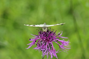 Frontalansicht eines Schachbrettfalters (Melanargia galathea) auf Skabiosen-Flockenblume mit Käfer...