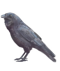 Watercolor Crow Raven Rook Blackbird