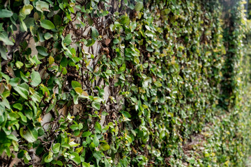 green leaf plant over grunge wall background.