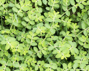 Leafy Green Background