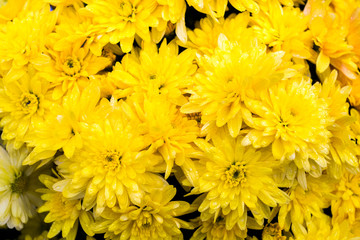 background fresh yellow calendula flowers