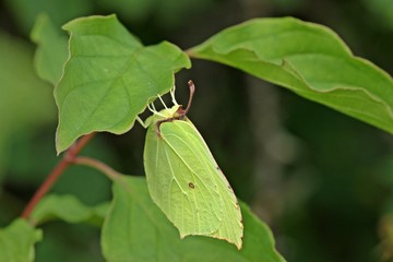 Zitronenfalter (Gonepteryx rhamni)