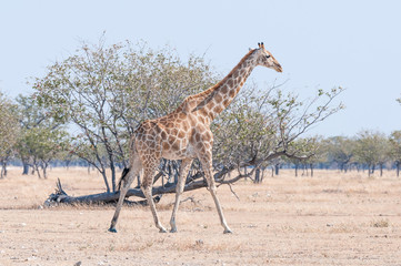 Namibian giraffe, giraffa camelopardalis angolensis, walking