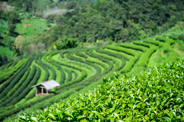 Focus tea leaf and Green Tea Plantations background with cottage at Doi Ang Khang , thailand