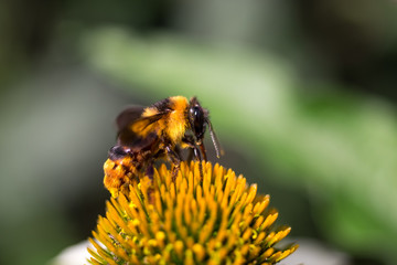 Close-up of a bumble bee on a Purple Cone Flower on a summer day