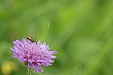 Männliche Skabiosen-Langhornmotte (Nemophora metallica) kopfüber in einer Witwenblume
