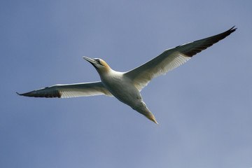 Gannets (Morus Bassanus) Grassholm Island, Pembrokeshire, UK