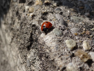 Une coccinelle sur un mur