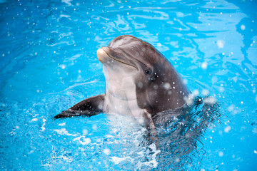 Obraz premium Dolphin