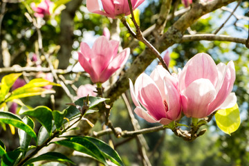 beautiful pink flowers in the garden