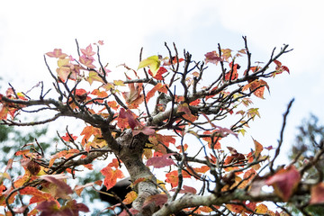 dwarf death maple tree