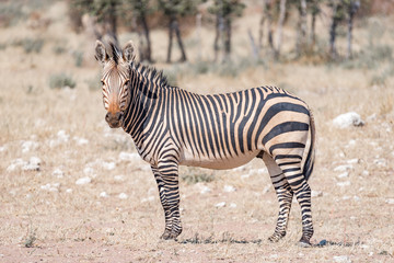 Hartmann Mountain Zebra looking towards the camera