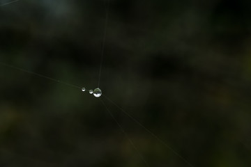 Dew water drops close up