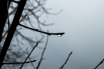 Mysterious scary forest, branches trees, vintage toned colors, mist tree with Dew water drops close up