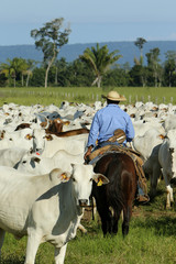 Fazenda de gado - MT