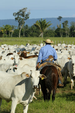 Fazenda de gado - MT