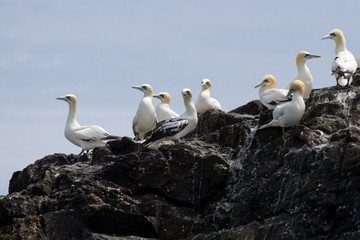 Fototapeta premium Gannets (Morus Bassanus) Grassholm Island, Pembrokeshire, UK