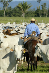 Fazenda de gado - MT © Cesar Machado