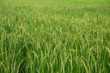 Rice farm