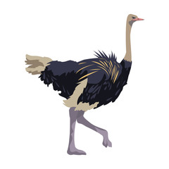 ostrich birds of savannah african fauna wildlife in tropics - obrazy, fototapety, plakaty