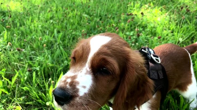 English Springer Spaniel puppy sniffing