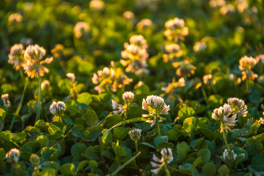 Summer evening in Yosemite Park. Clover in the rays of the setting sun
