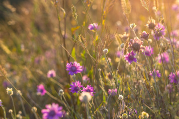 wild meadow flowers on evening sunlight background