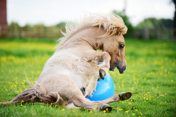 Shetland pony foal playing with ball