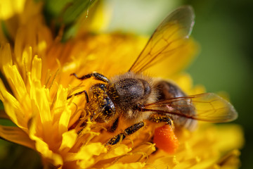 Bee on a yellow dandelion  flower collecting pollen and gathering nectar to produce honey in the hive