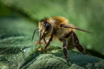 Macro image of a bee from a hive on a leaf