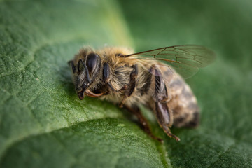 Macro image of a dead bee on a leaf from a hive in decline, plagued by the Colony collapse disorder...