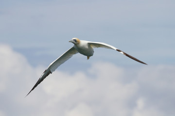 Gannets (Morus Bassanus) Grassholm Island, Pembrokeshire, UK