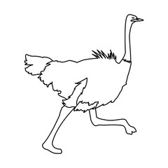 ostrich birds of savannah african fauna wildlife in tropics