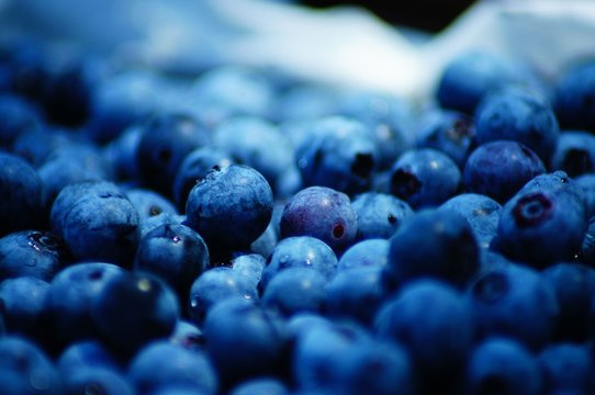 Summertime Blueberry Picking, So Fresh!