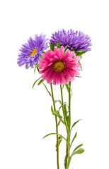 Aster flower isolated